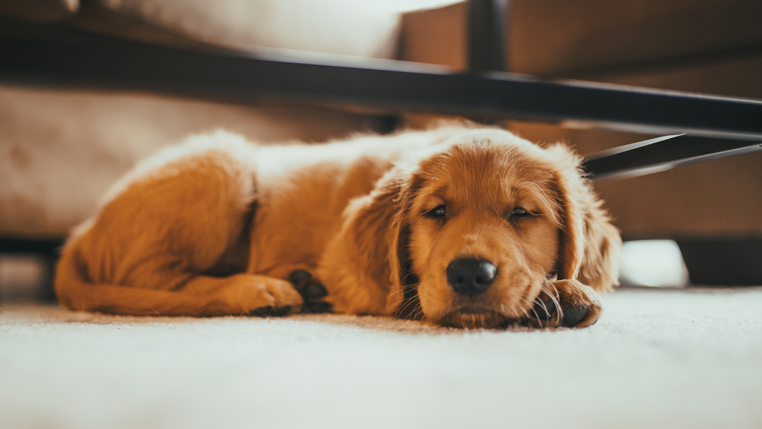 Destructions, stress et tartre : Comment la mastication peut transformer la vie de votre chien