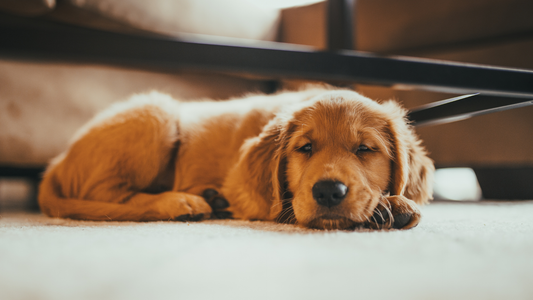 Destructions, stress et tartre : Comment la mastication peut transformer la vie de votre chien